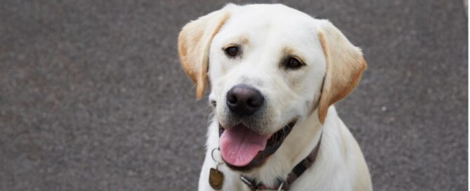 A smiling guide dog
